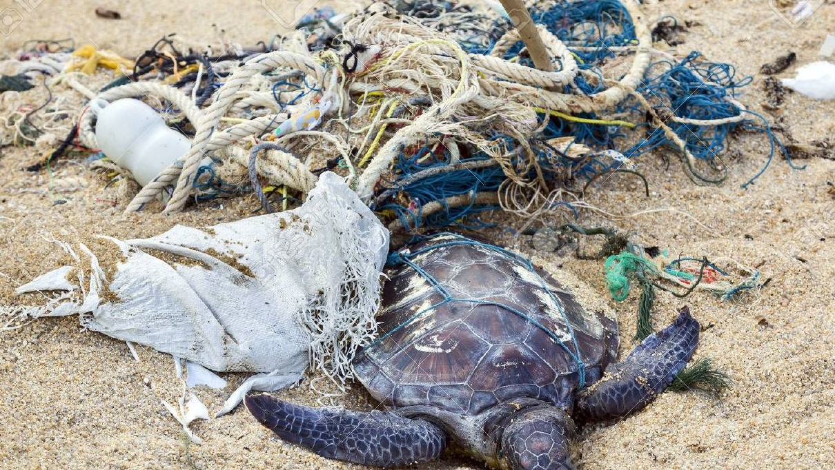 tortue- marine