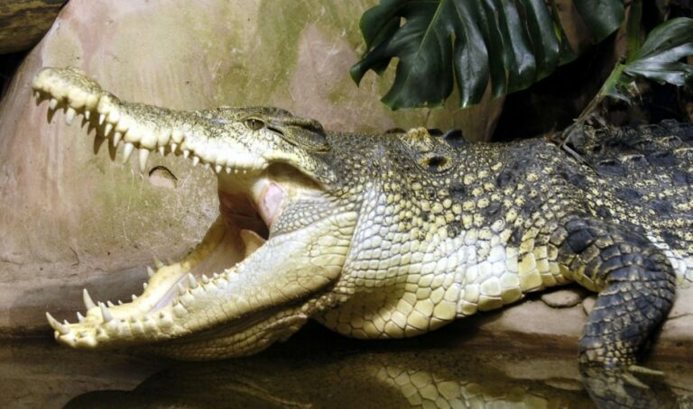 crocodiles -