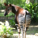 okapis