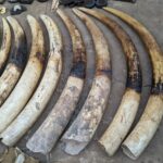Braconnage -