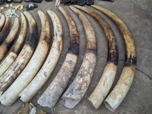 Braconnage -