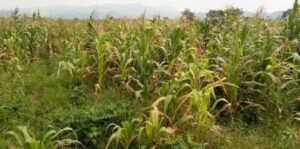 journee-mondiale-de-lalimentation-les-systemes-alimentaires-doivent-etre-reconnectes-pour-stopper-lescalade-de-la-faim-et-attenuer-les-effets-du-climat