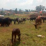 Kisigari - vaches