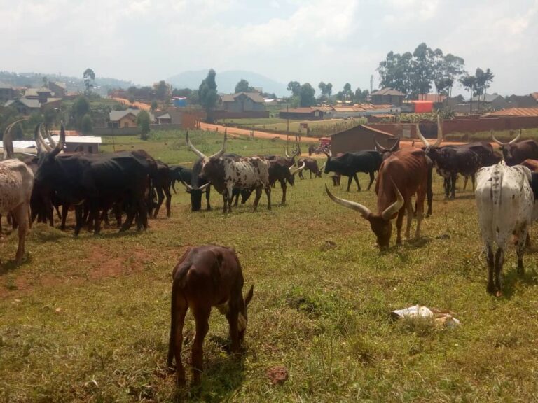 Kisigari - vaches