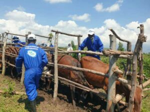 PICAGL vaccine les batailles à Uvira