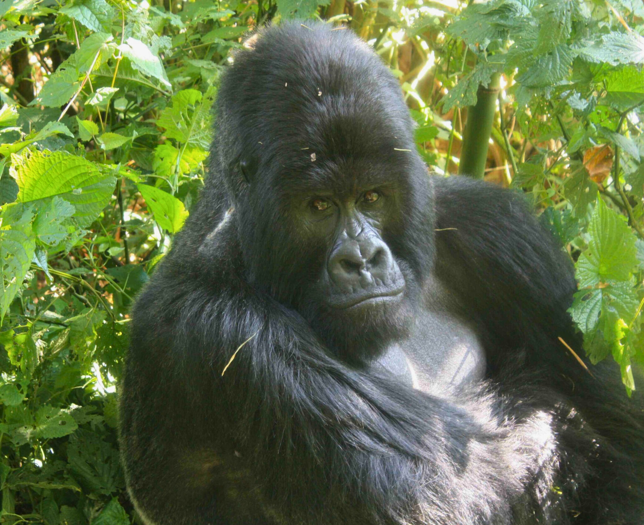 Gorille des montagnes « Bukima »