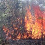 Feu-de-brousse-Kalamba