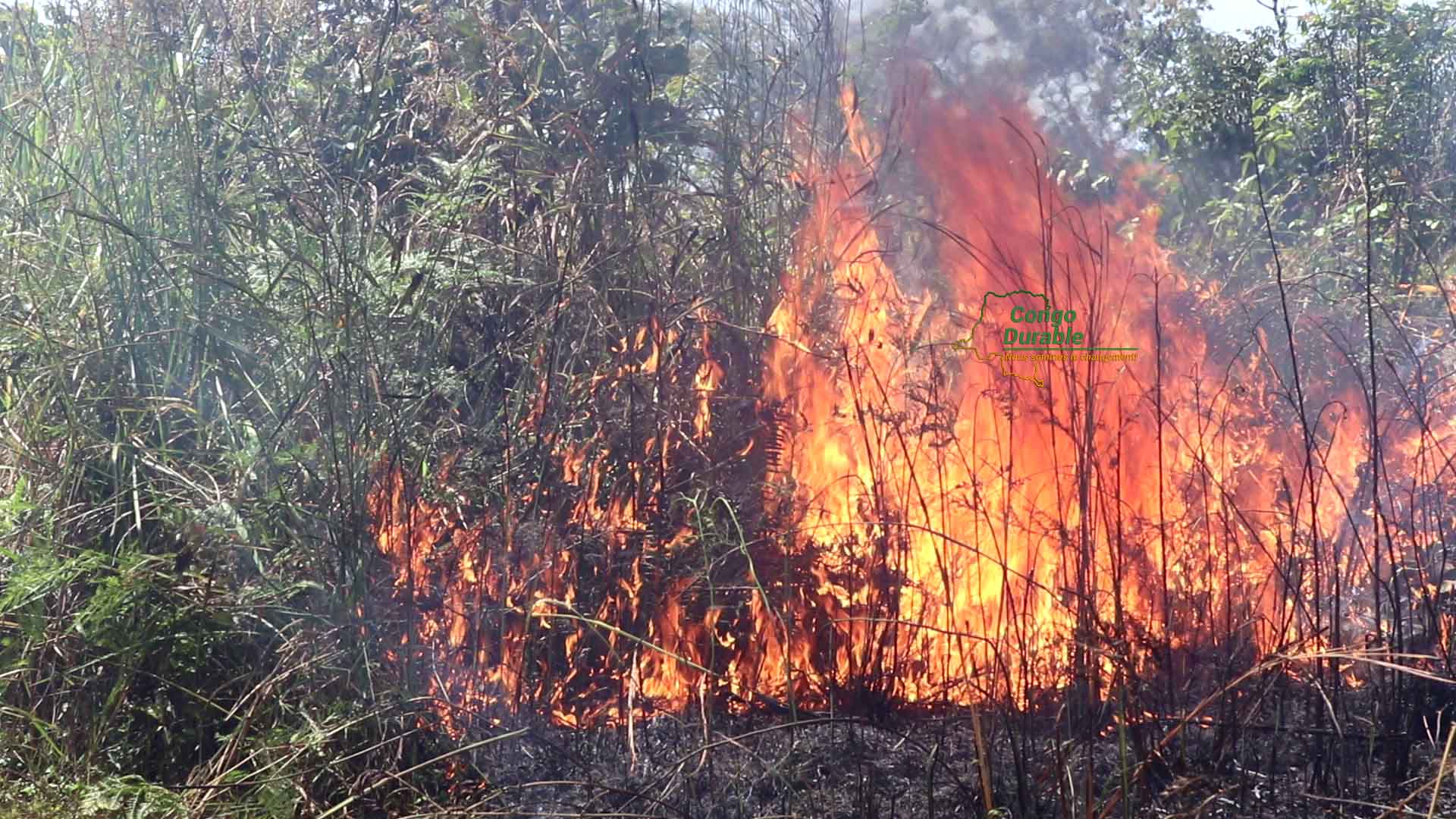 Feu-de-brousse-Kalamba