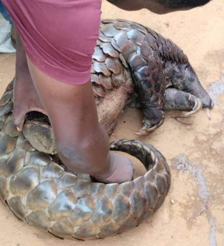 Pangolins