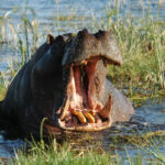 L’hippopotame