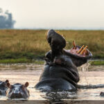 Uvira : Un hippopotame abattu par des Wazalendo à Kavimvira, les écologistes dénoncent un acte de braconnage armé