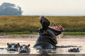 Uvira : Un hippopotame abattu par des Wazalendo à Kavimvira, les écologistes dénoncent un acte de braconnage armé
