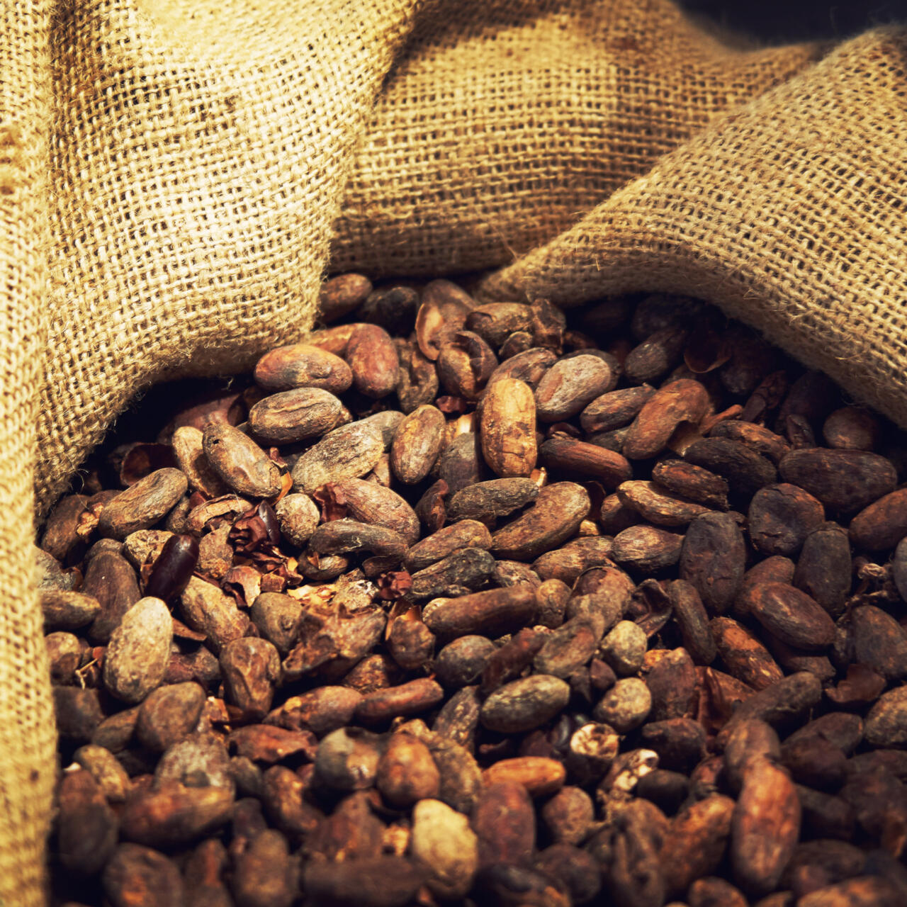 Cacao en RDC