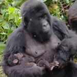 Un nouveau-né gorille a été confirmé le 11 mai 2025 au sein de la famille Humba, l’un des groupes de gorilles de montagne