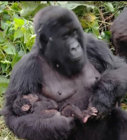 Un nouveau-né gorille a été confirmé le 11 mai 2025 au sein de la famille Humba, l’un des groupes de gorilles de montagne