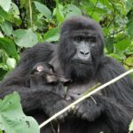 Un bébé gorille de montagne