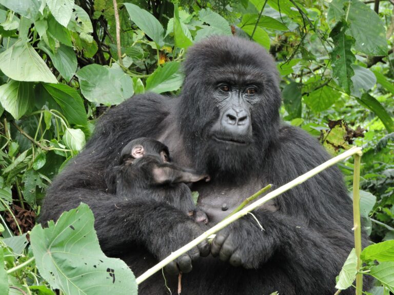Un bébé gorille de montagne