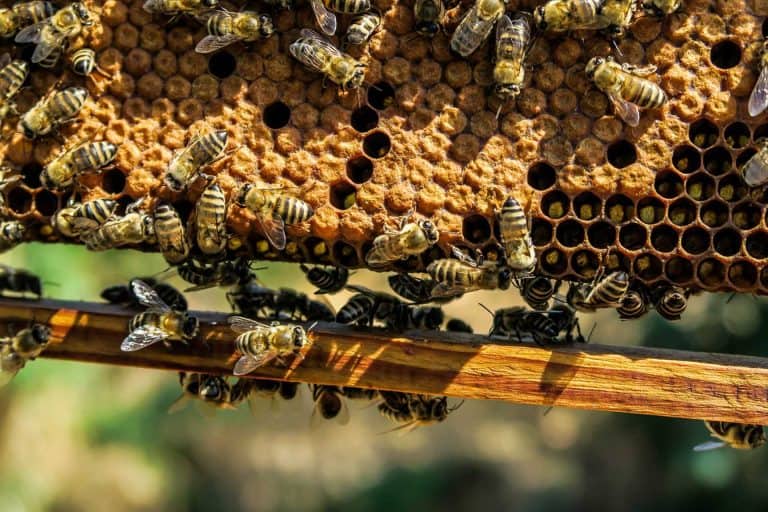 ""Abeilles "apiculture_pour_sauver_la_forêt_à_Sakania-768x512