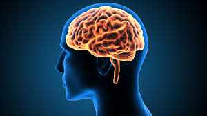 Journée Mondiale du Cerveau