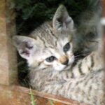 un bébé chat sauvage