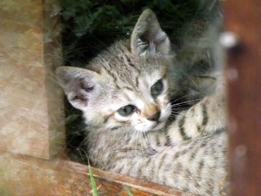 un bébé chat sauvage