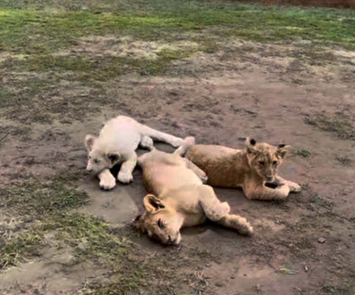 Haut-Katanga : six personnes arrêtées avec trois lionceaux blancs près de Lubumbashi
