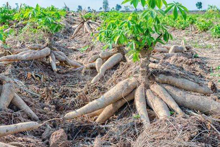 Champ de Manioc