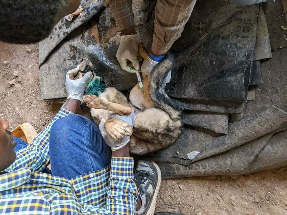 la faible vaccination des chiens inquiète les vétérinaires
