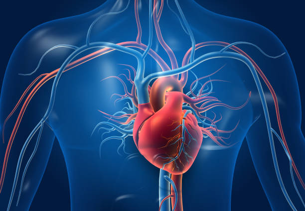 Journée mondiale du cœur : focus sur les symptômes et la prévention des maladies cardiovasculaires