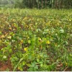 une sécheresse agricole frappe le groupement d’Irhambi-Katana