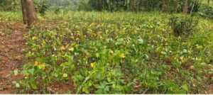 une sécheresse agricole frappe le groupement d’Irhambi-Katana