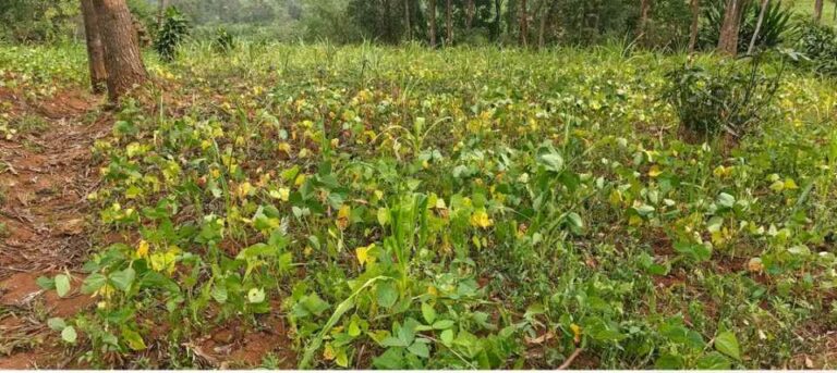 une sécheresse agricole frappe le groupement d’Irhambi-Katana