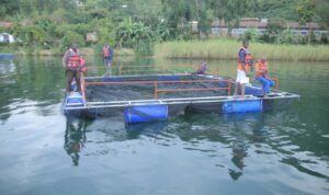 La piscicultre dans la ville de Bukavu