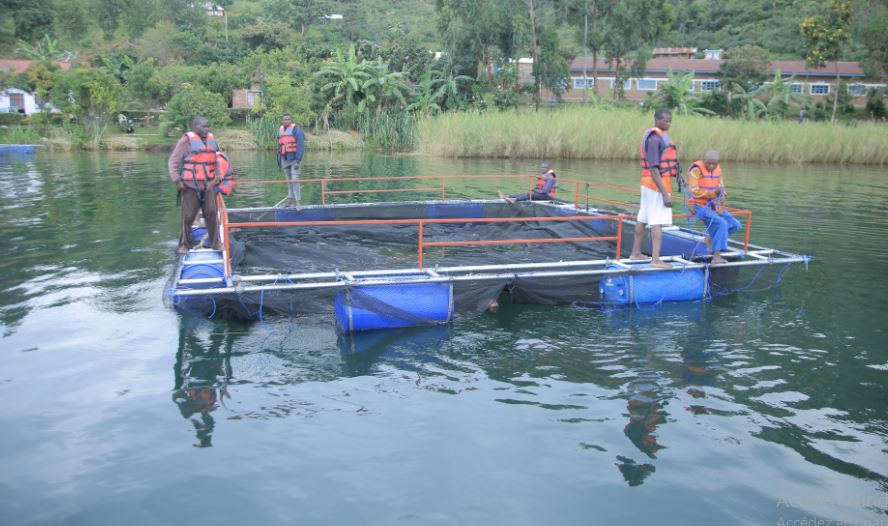 La piscicultre dans la ville de Bukavu