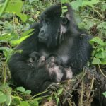 Female-Mafuko-and-Twins-Bageni-Family-e1767700364260