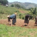 crise agricole majeure au Sud-Kivu
