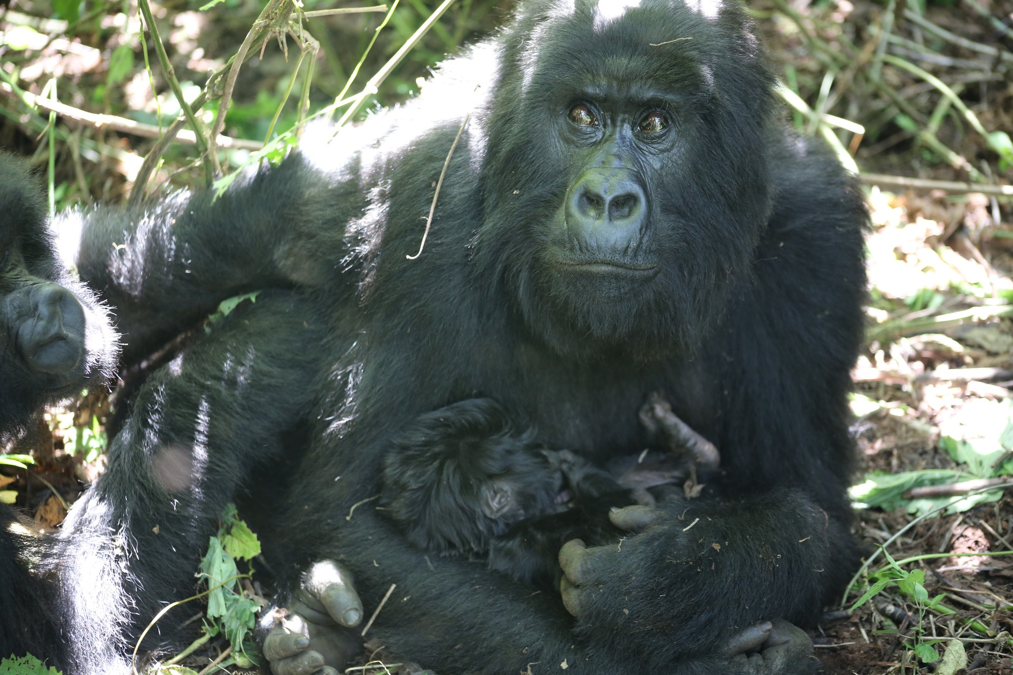 nouveau bébé gorille de montagne au sein de la famille Mapuwa