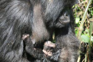 la naissance d’un bébé gorille mâle dans la famille Rugendo