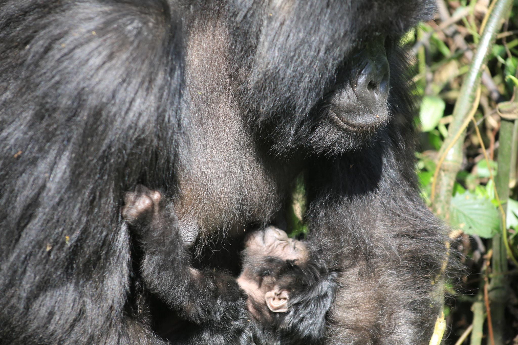 la naissance d’un bébé gorille mâle dans la famille Rugendo