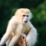 Un rare singe vervet atteint de leucisme a récemment été observé à Lulimbi