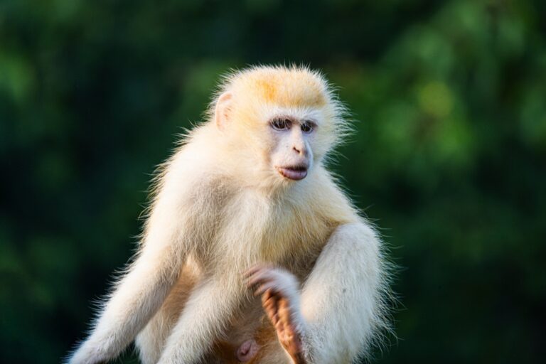 Un rare singe vervet atteint de leucisme a récemment été observé à Lulimbi