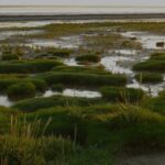 bando-marais-zone-humide