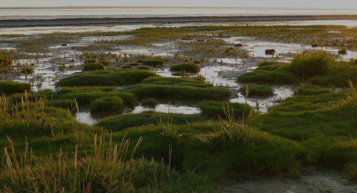 bando-marais-zone-humide