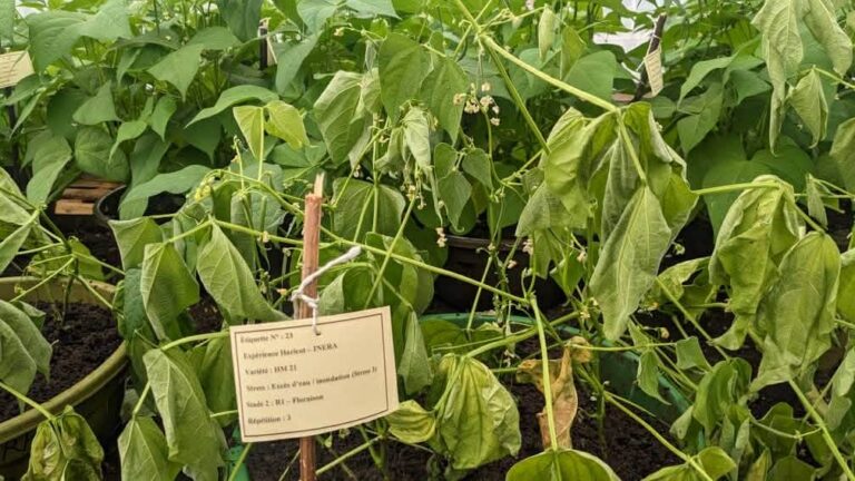 haricots « climato-intelligents »