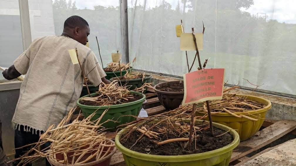 haricots « climato-intelligents »