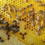d’Abeilles