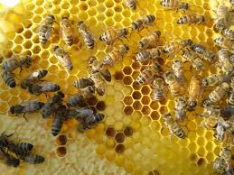 d’Abeilles