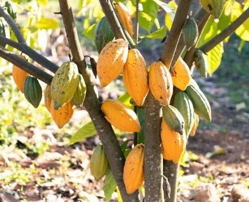 Cacao en RDC