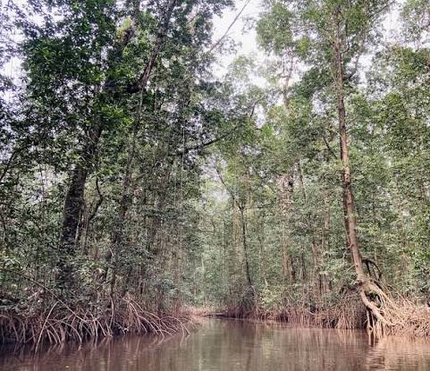 Parc Marin des Mangroves