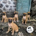 Chien de Goma
